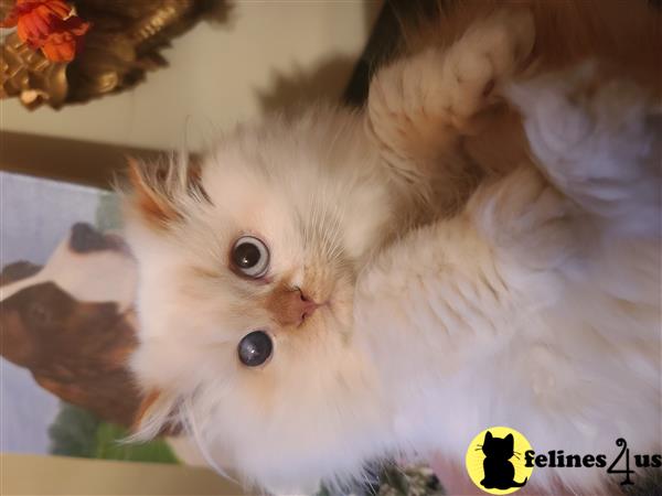 HOLLYWOOD HIMALAYANS Picture 2